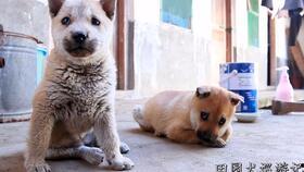 娱乐吃瓜酱细狗,娱乐吃瓜酱带你领略娱乐圈的酸甜苦辣